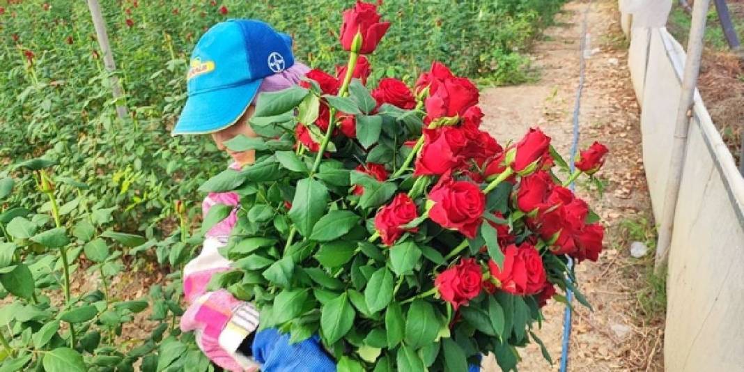 1 dönümden 15 bin adet verim alınıyor! Adana seralarında hasat vakti: Tanesi 10 TL’den çıkıyor 1